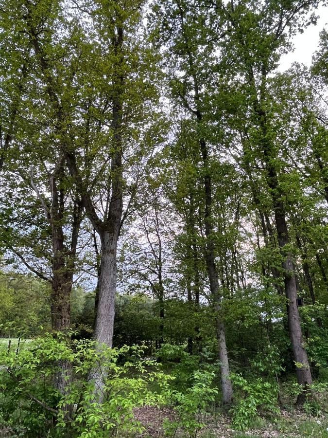 זוטנדאל Chalet Liquidambar מראה חיצוני תמונה